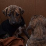 adopcion responsable 5